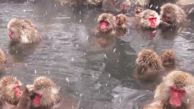 温泉でくつろぐ猿の群れ