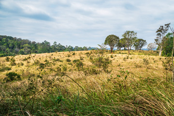 Fototapeta na wymiar Grasslands at Khao Yai National Park