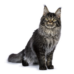 Obraz premium Young adult ticked Maine Coon cat standing facing camera isolated on white background and looking in lens