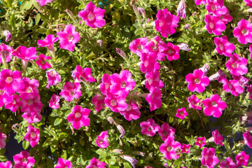 Pink petunia flowers