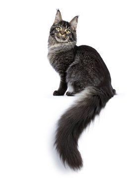 Young adult ticked Maine Coon cat sitting side ways with tail hanging down isolated on white background and looking at camera