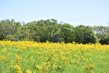 rustic wooden deer stand in a field of yellow flowers