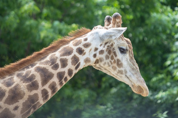 Portrait of the Giraffe in a Zoo