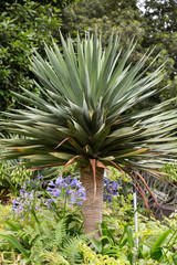  Monte Palace tropical garden in Funchal on Madeira Island. Portugal