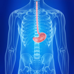 medically accurate illustration of the human stomach