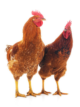 Two red cocks.