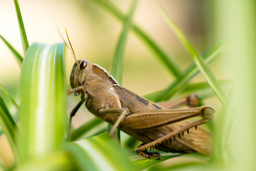 grasshopper in grass