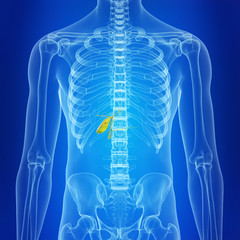 medically accurate illustration of the healthy gallbladder