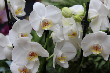 Obrazy na Szkle  Tratwa białych orchidei
