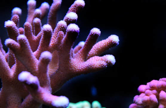 SPS coral in reef aquarium tank