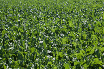 Zucker Rüben Beta vulgaris Acker im Sommer vor der Ernte