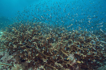 Naklejka na ściany i meble Wonderful coral in the Ceram sea, Raja Ampat, West Papua, Indonesia