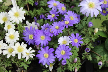Purple and White Flowers in nice display