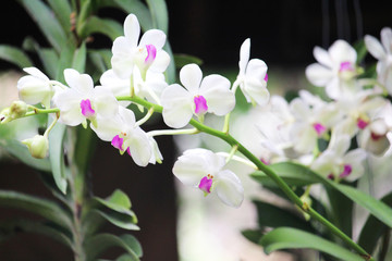 Obraz na płótnie Canvas Dendrobium Orchid White