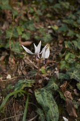 Erythronium dens-canis
