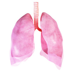 medically accurate illustration of the lung and pleura