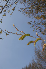Carpinus betulus, male inflorescence
