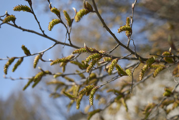 Carpinus betulus, male inflorescence