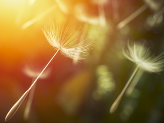 Dandelion seeds in the air © trahko