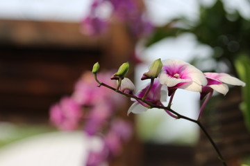 Dendrobium Orchid Purple