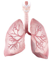 medically accurate illustration of the human lung and bronchi