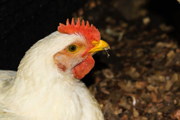 farm chickens