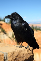 Fototapeta premium Raven at Bryce Canyon