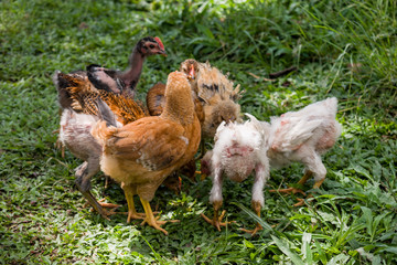 farm chickens