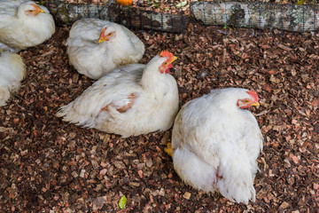 farm chickens