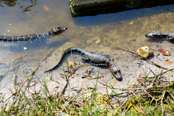 American baby alligators in Florida Wetland. Everglades National Park in USA. Little gators.