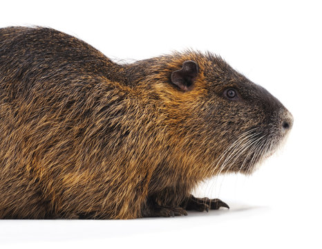 Large brown nutria.