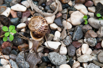 grape snail with a brown shell on colored stones