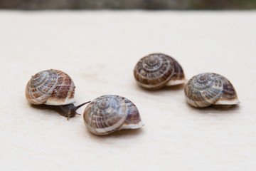 race of large grape snails with brown shells on a white textured surface