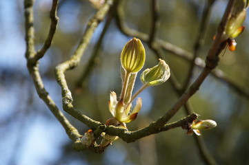 Fruehjahr Knospen