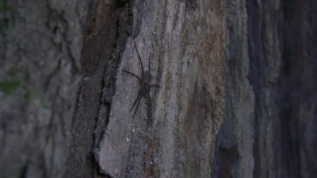 a spider on a tree