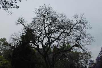 Black Nature