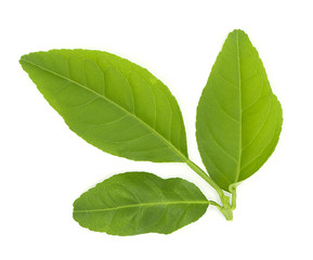 close up of fresh organic green lemon leaves isolated on white background. put forth leave-buds