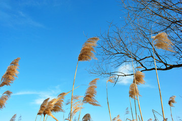 Silhouette of willow branch reeds, blue sky with clouds, sunny day