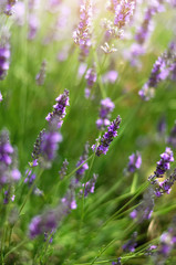 Macro of blooming violet lavender flowers. Provence nature background. Lavender field in sunlight with copy space. Summer concept, selective focus