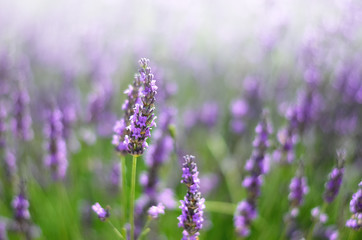 Provence nature background. Lavender field in sunlight with copy space. Macro of blooming violet lavender flowers. Summer concept, selective focus