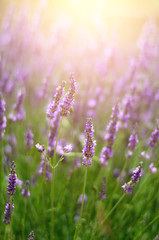 Fototapeta premium Macro of blooming violet lavender flowers. Provence nature background. Lavender field in sunlight with copy space. Summer concept, selective focus