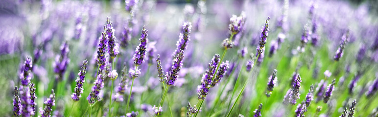 Provence nature background. Lavender field in sunlight with copy space. Macro of blooming violet...