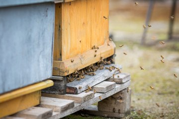 Fototapeta na wymiar Bees fly in a bee house
