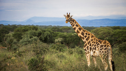 Giraffe in the Heart of Africa