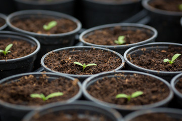 Tagetes (marigold) seedlings transplant into pots