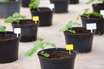 Cucumbers growing in greenhouse