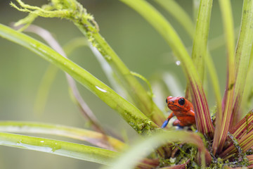 Red Poison Dart Frog - Oophaga pumilio, beautiful red blue legged frog from Cental America forest, Costa Rica.