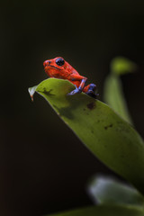 Red Poison Dart Frog - Oophaga pumilio, beautiful red blue legged frog from Cental America forest, Costa Rica.