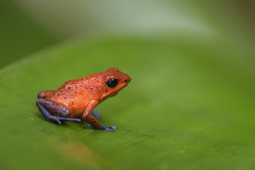 Red Poison Dart Frog - Oophaga pumilio, beautiful red blue legged frog from Cental America forest, Costa Rica.