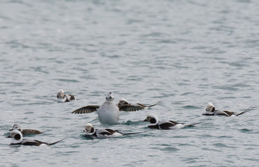 Long tailed duck landing into flock